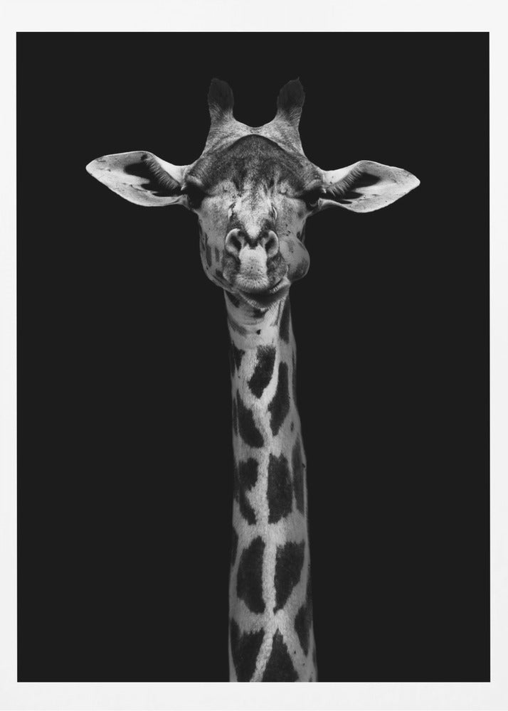 Giraffporträtt | Poster