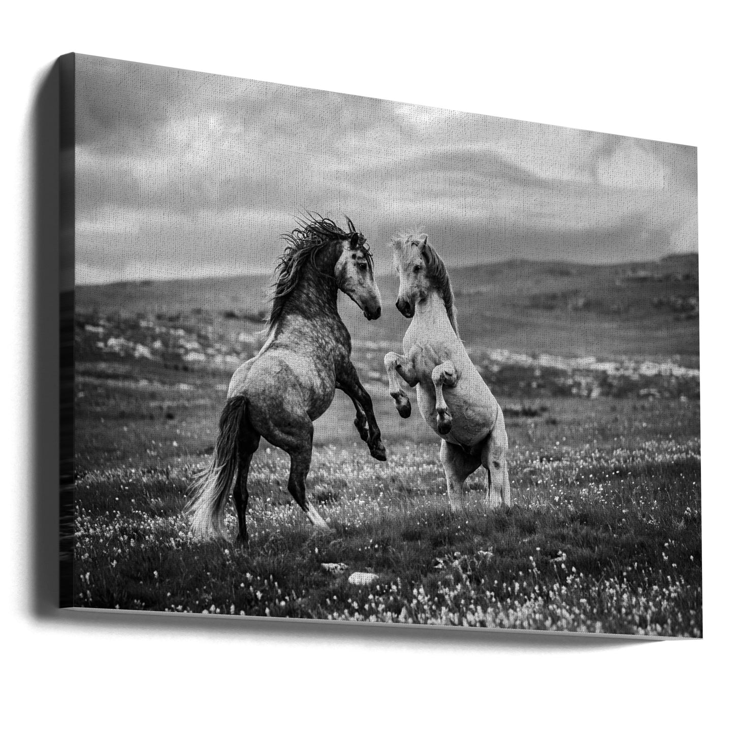 Vild och fri | Canvas