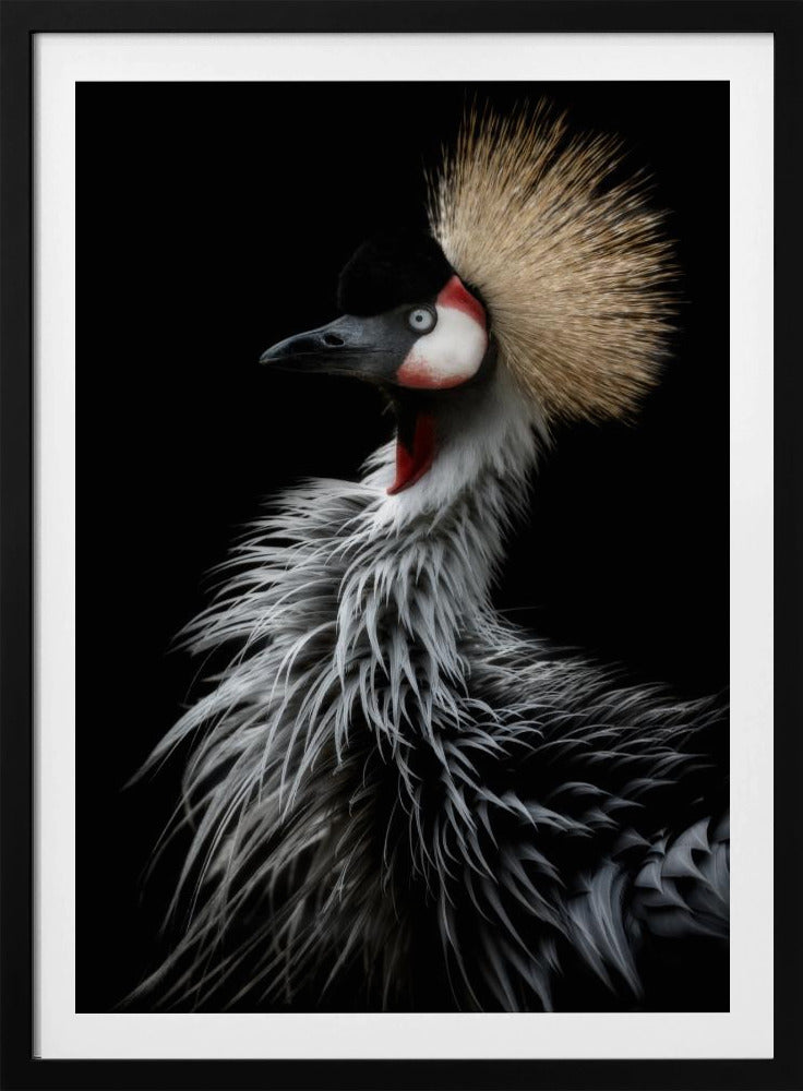 Porträtt av krönt trana | Poster
