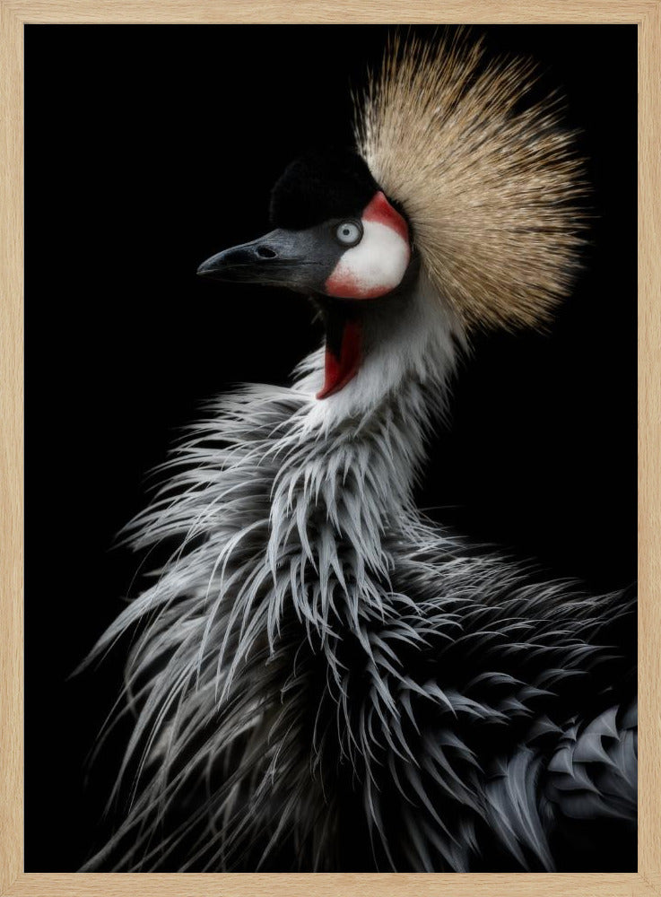 Porträtt av krönt trana | Poster