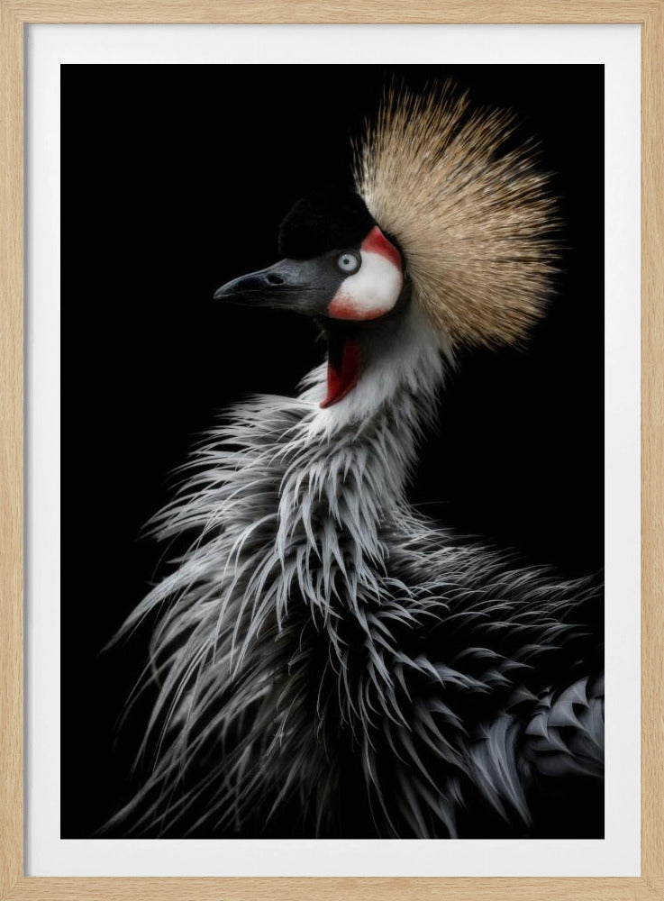 Porträtt av krönt trana | Poster