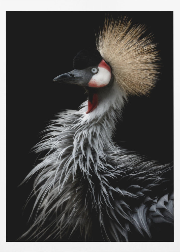 Porträtt av krönt trana | Poster