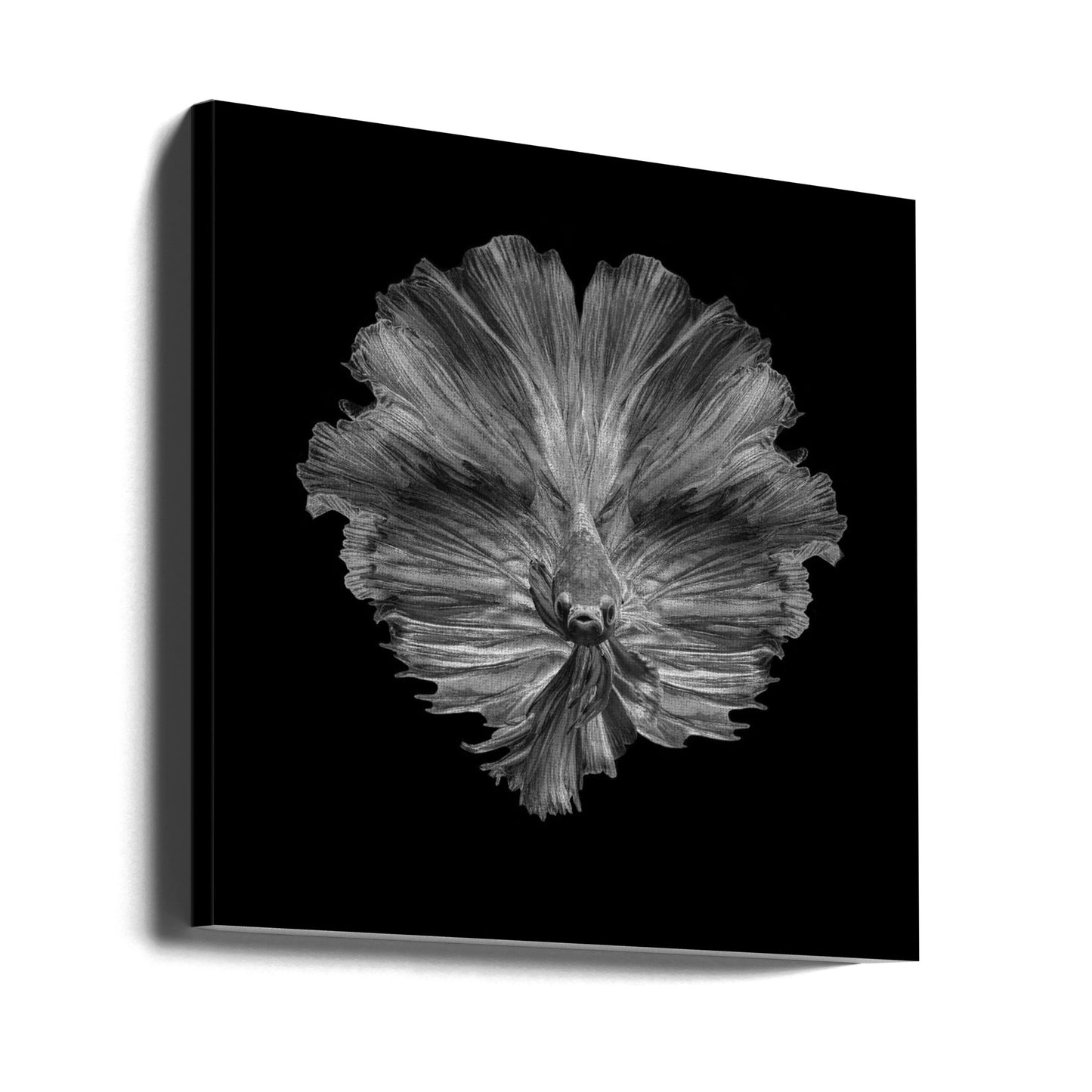 Die Blume des Schwanzes | Leinwand-Bilder