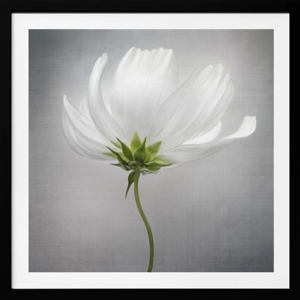 Cosmos *** | Poster