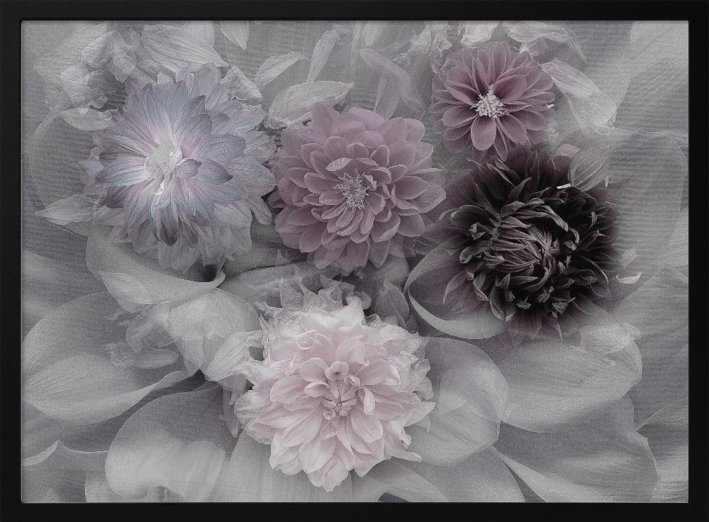 Dahlia dröm | Poster