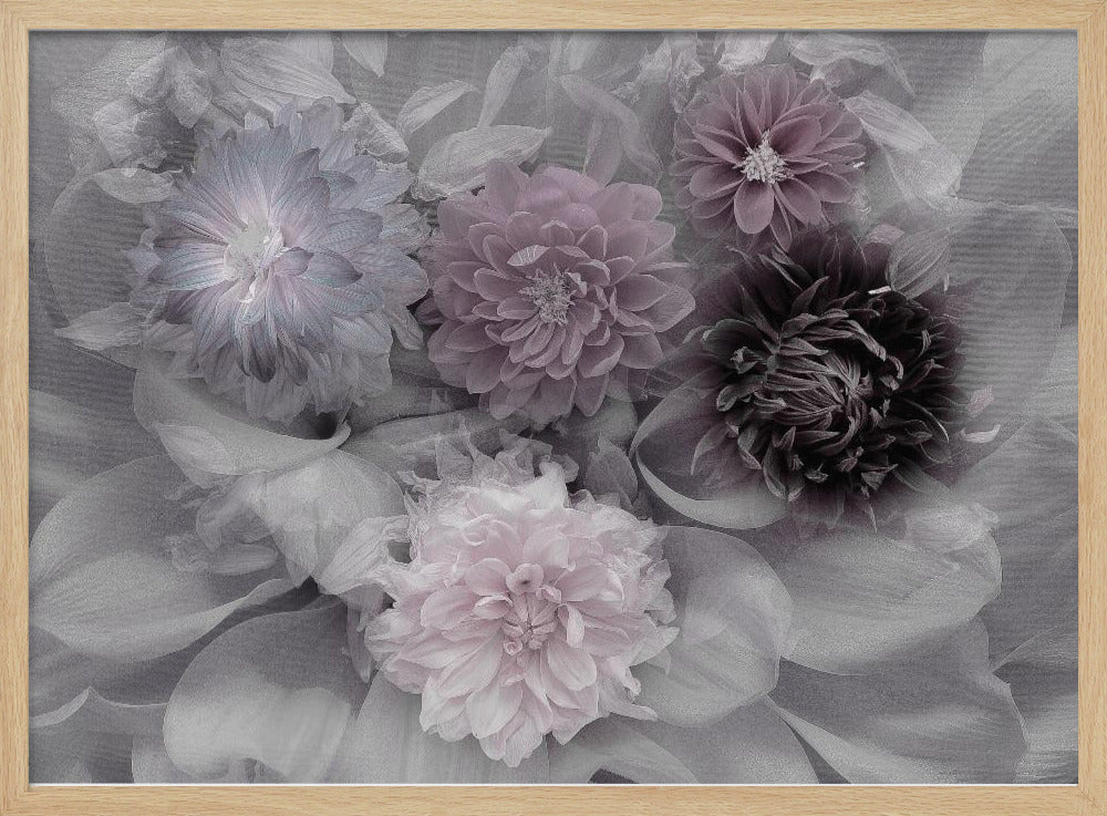 Dahlia dröm | Poster