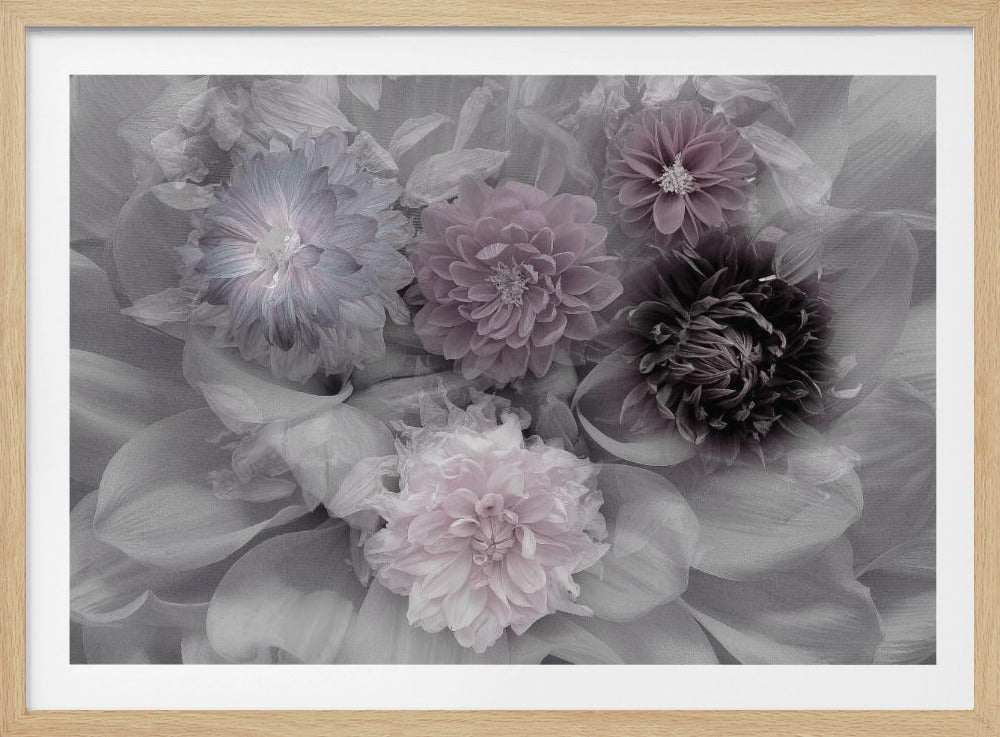 Dahlia dröm | Poster
