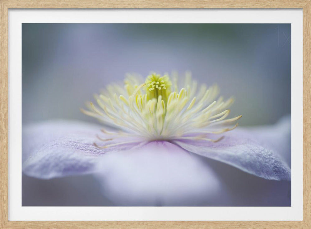 Mayleen | Poster - Kunstdruck