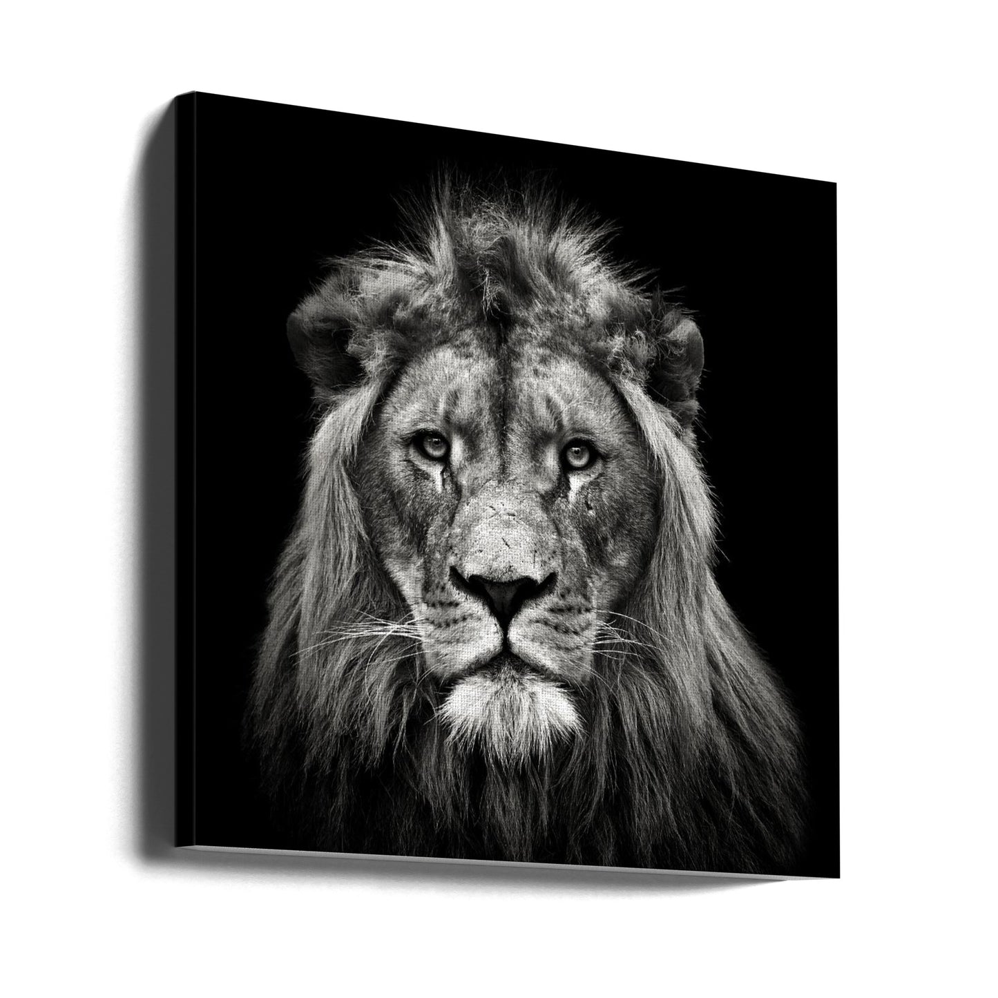 Ung hanlejon | Canvas