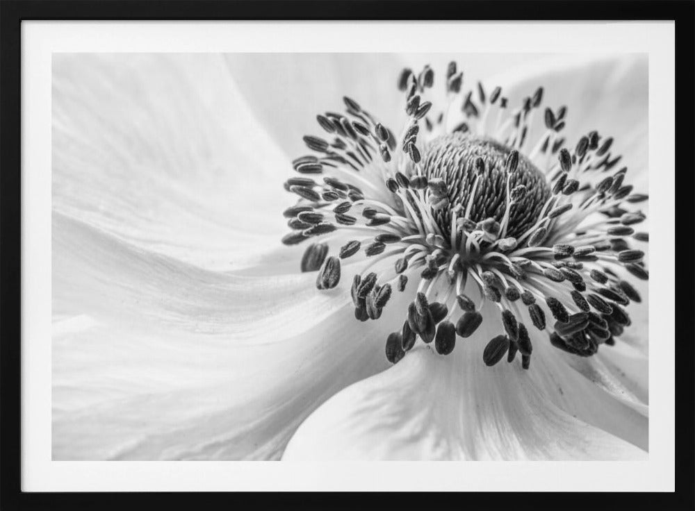 Anemone | Plakater - Kunsttrykk