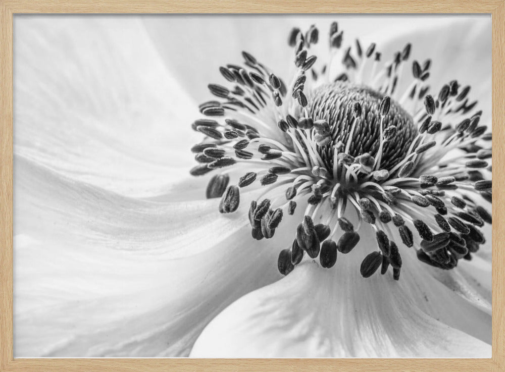 Anemone | Plakater - Kunsttrykk
