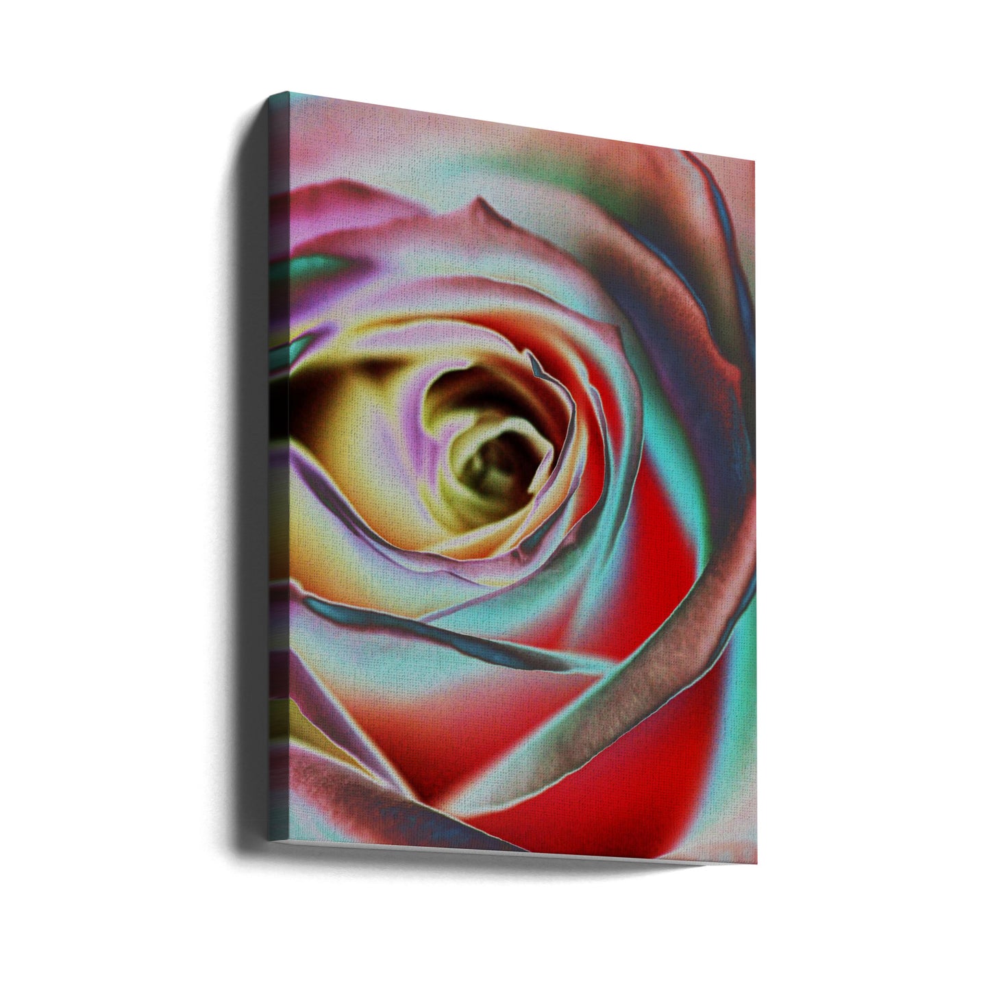 Ros | Canvas