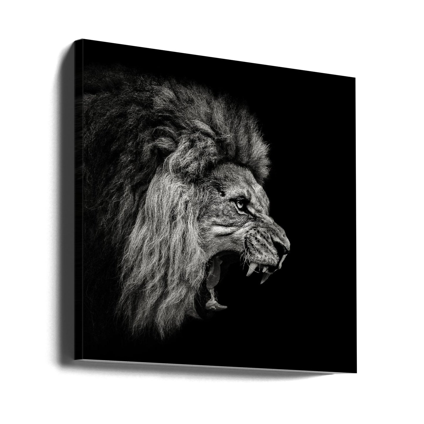 Rytande lejon #2 | Canvas