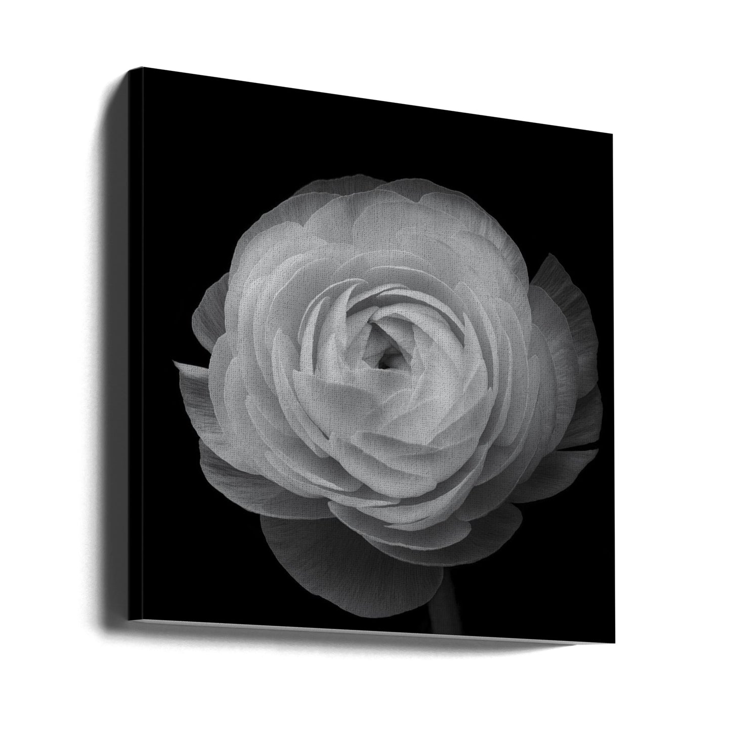 Ranunkel | Canvas
