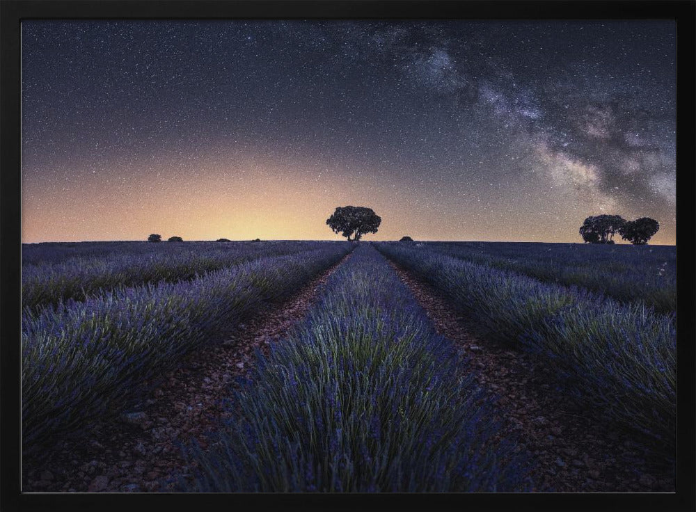 Lavender fields | Poster