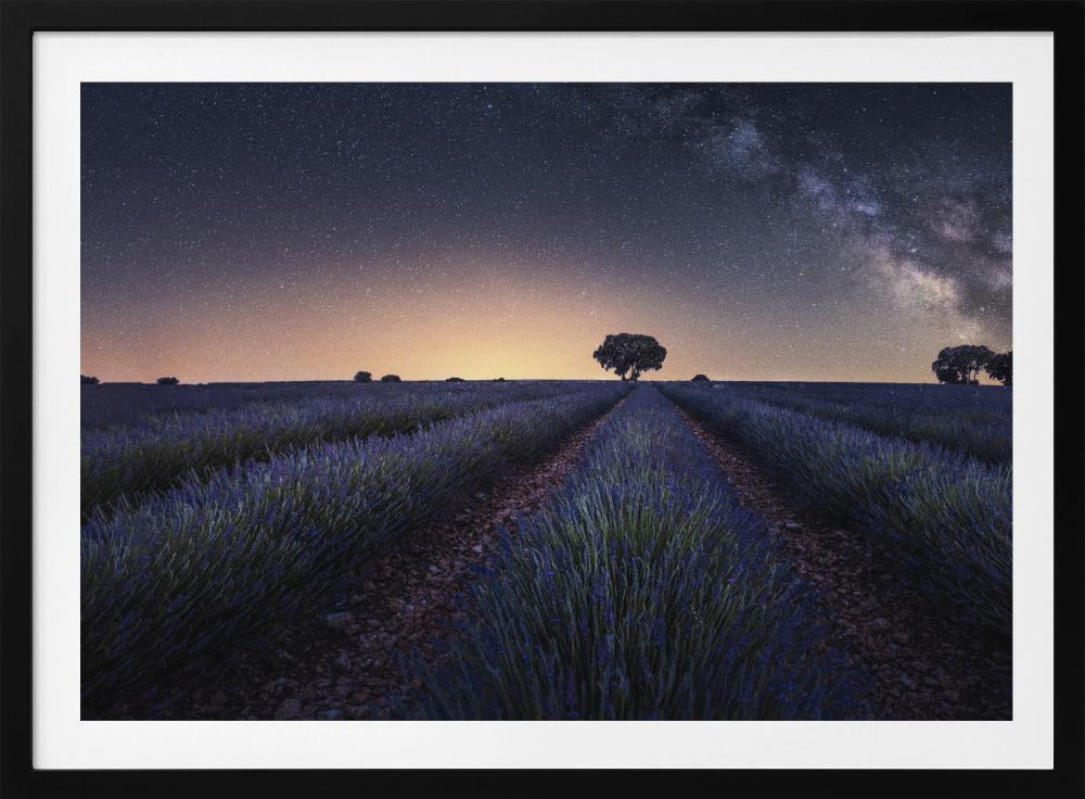 Lavender fields | Poster