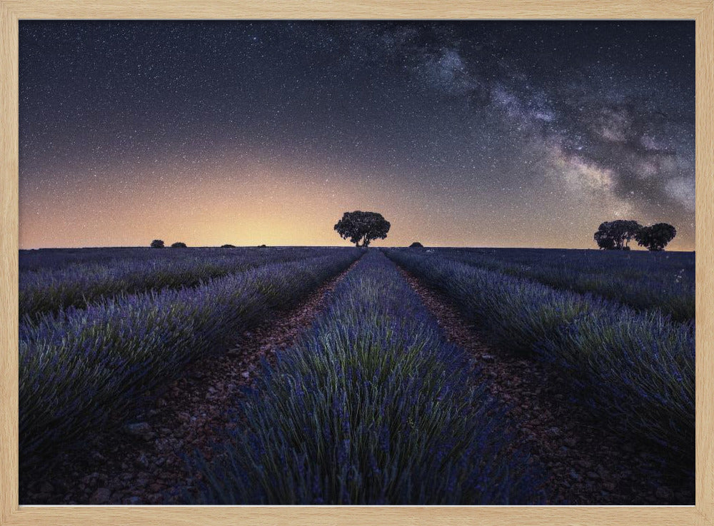 Lavender fields | Poster