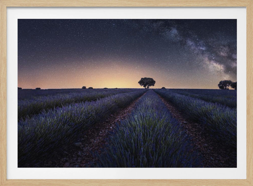 Lavender fields | Poster