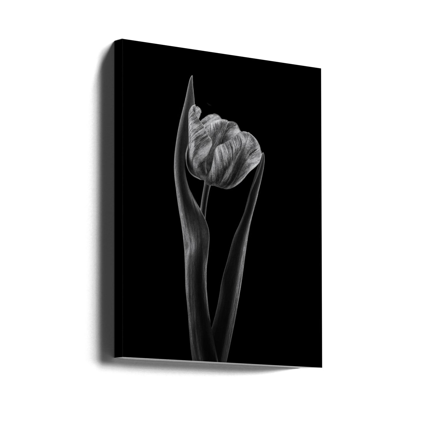 Rembrandt tulip | Canvas