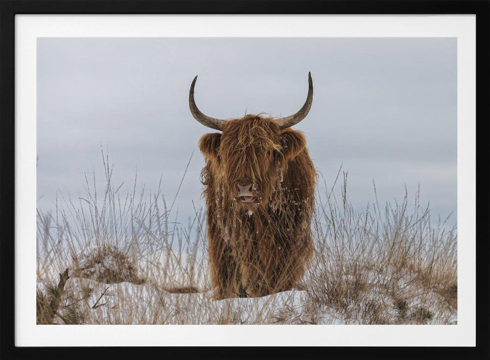 Högländare i snö | Poster