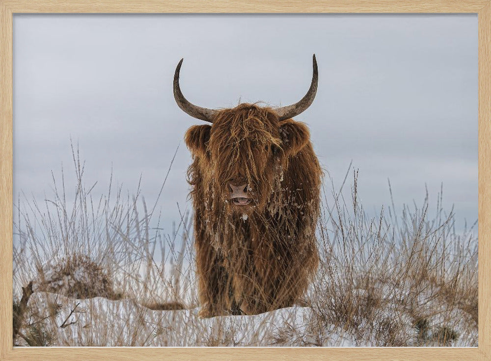 Högländare i snö | Poster