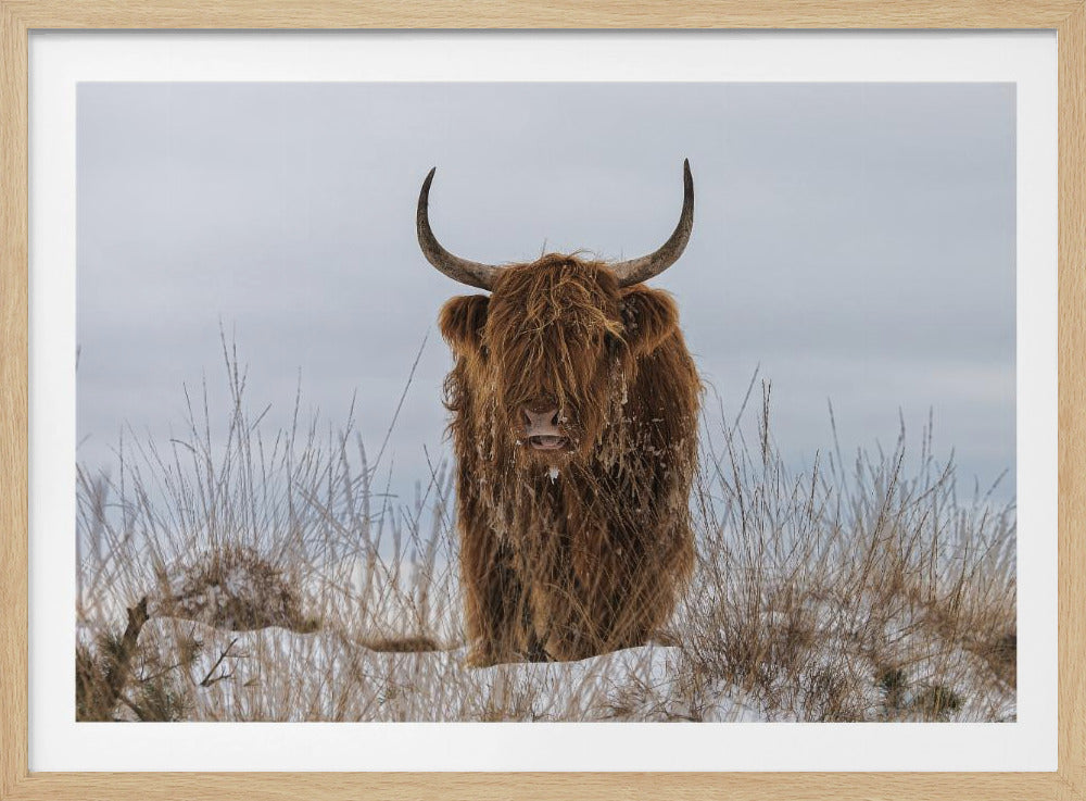 Högländare i snö | Poster