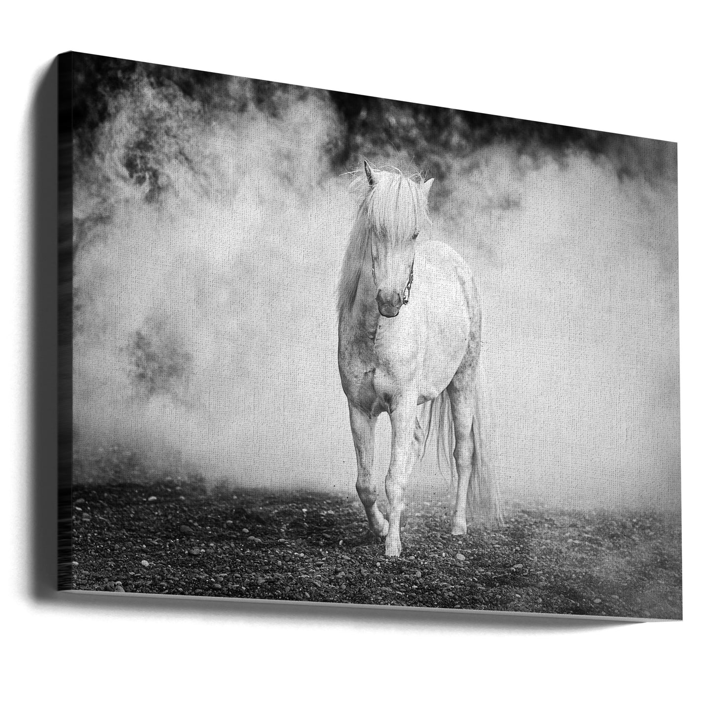 Islandsponny | Canvas