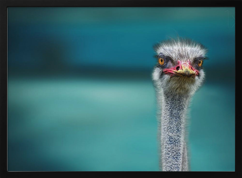 Ostrich Protecting two Poor Chicken from the Wind | Poster