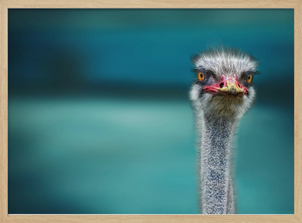 Ostrich Protecting two Poor Chicken from the Wind | Poster