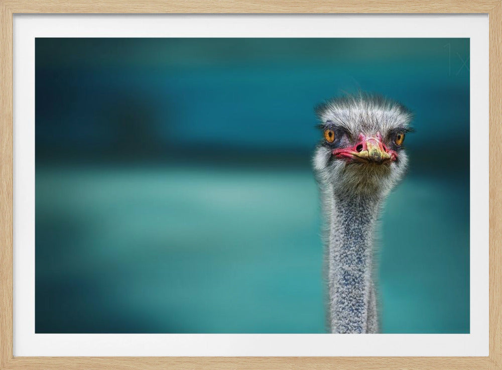 Struts skyddar två stackars kycklingar från vinden | Poster