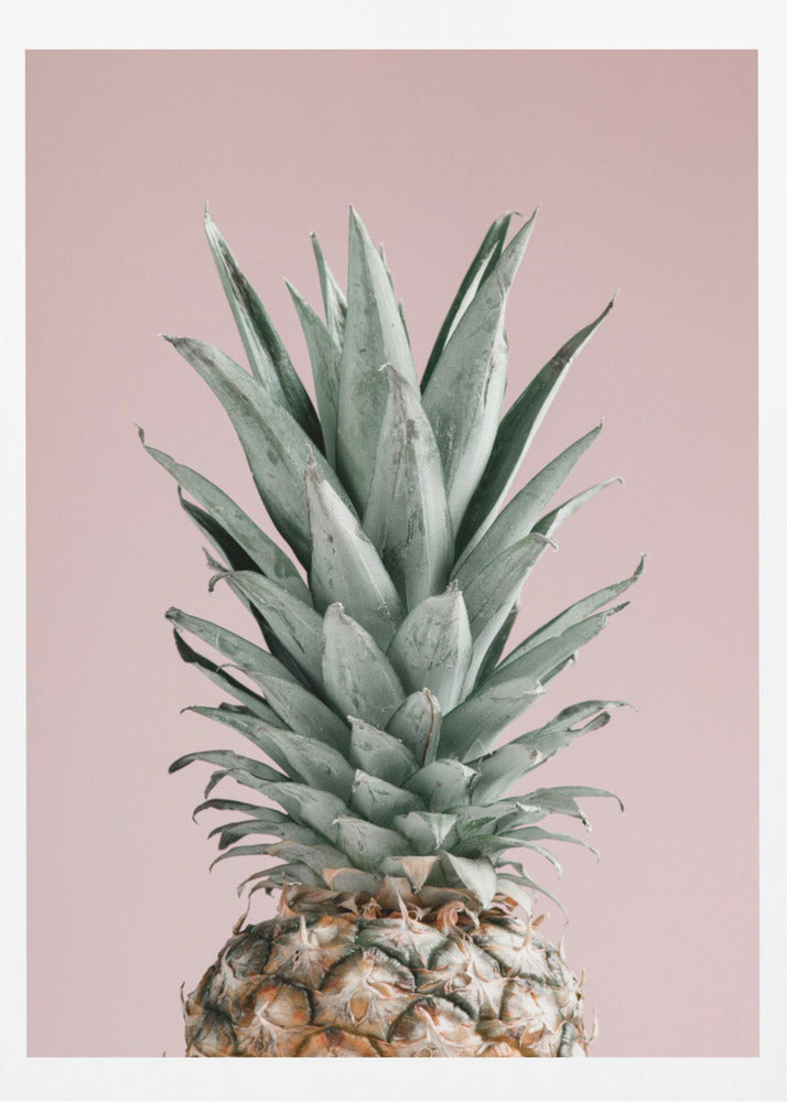 Ananasrosa 02 | Poster