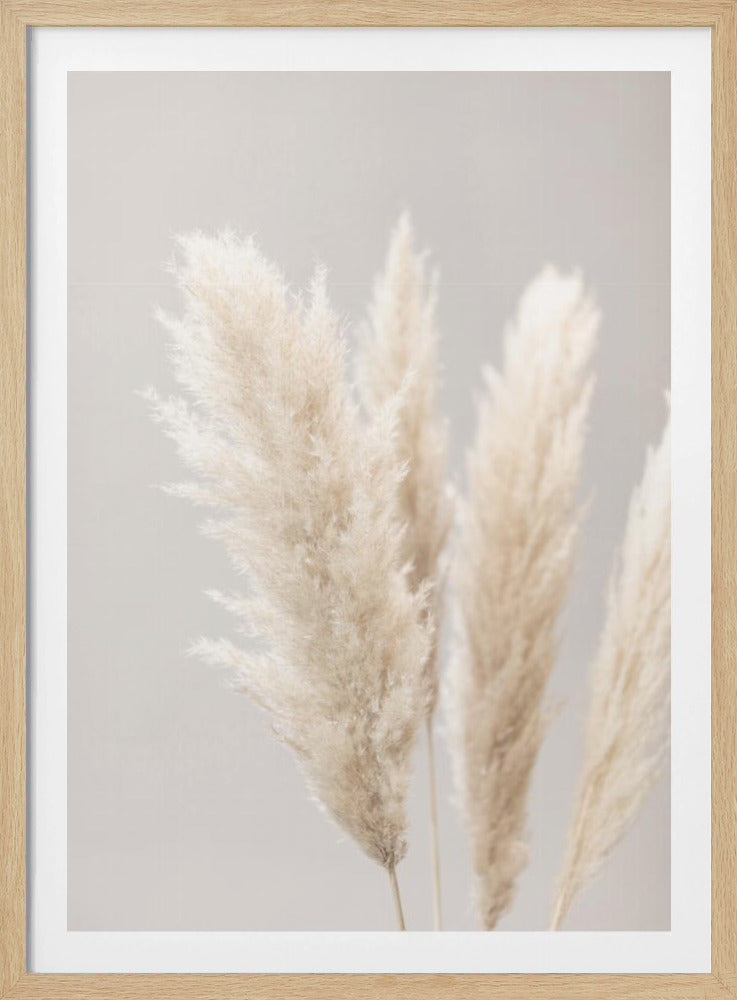 Pampasgräs Grå 02 | Poster