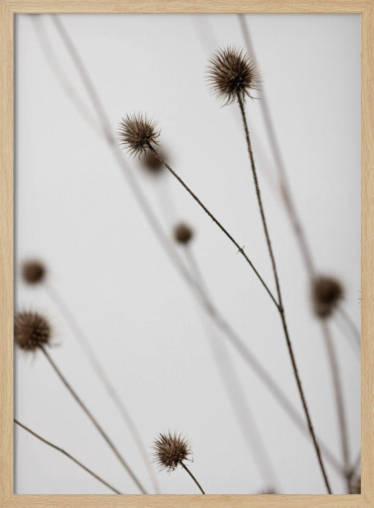 Thistle Grey 05 | Poster