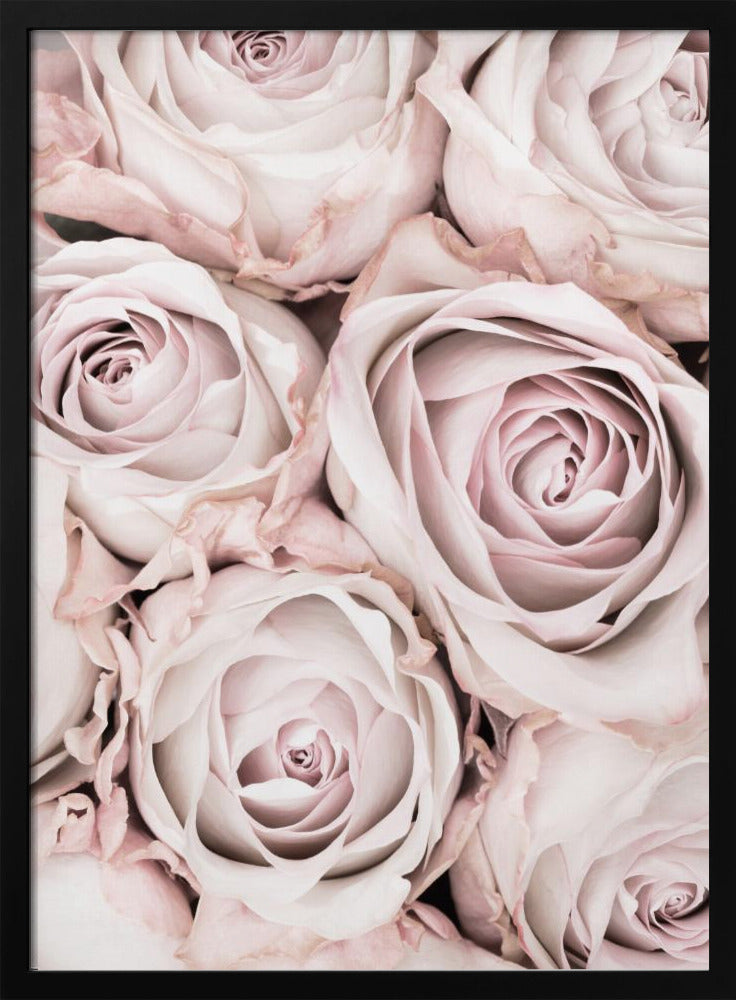 Rosa rosor nr 01 | Poster