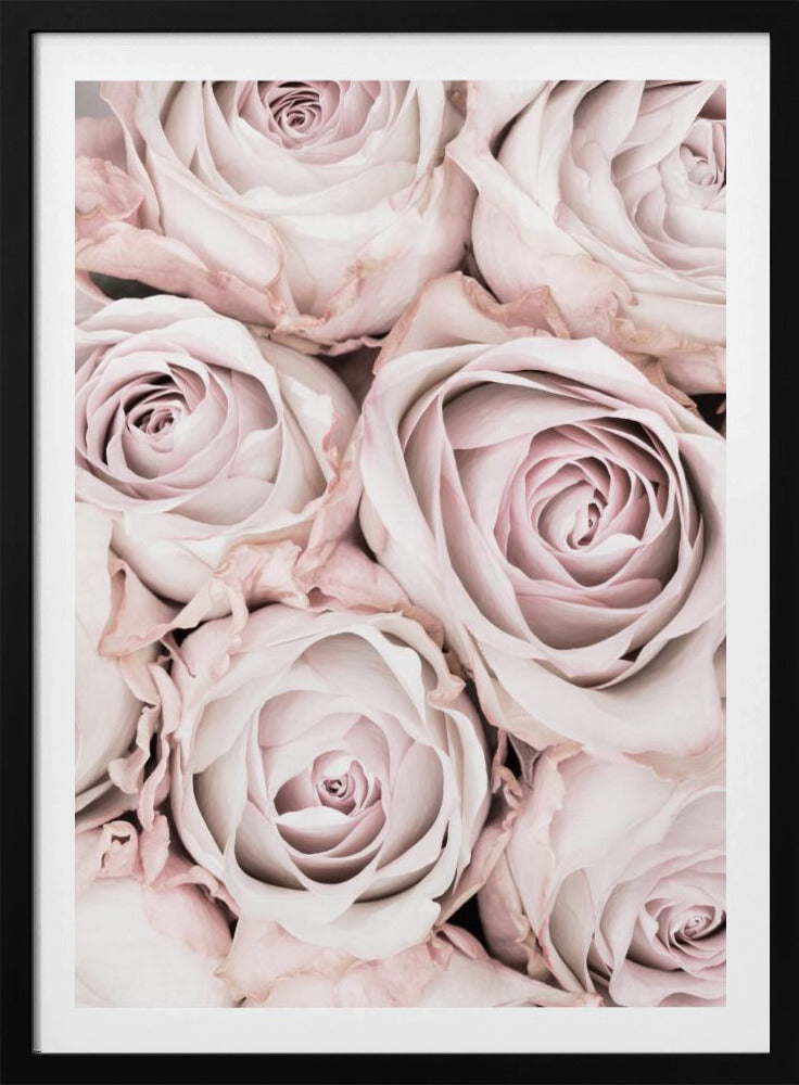 Rosa rosor nr 01 | Poster