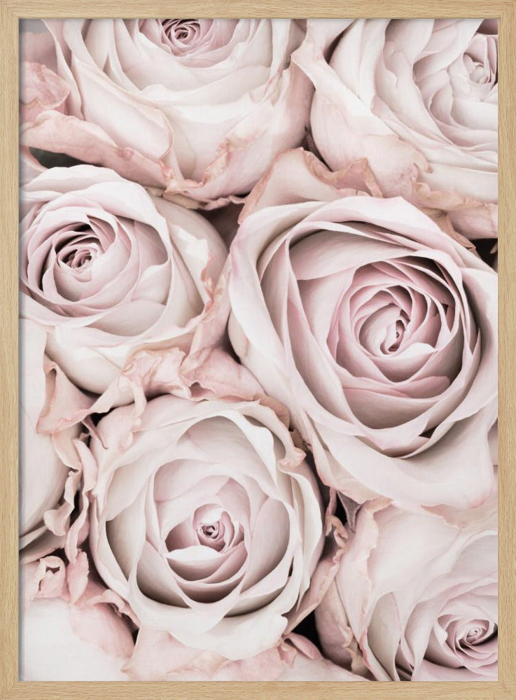 Rosa rosor nr 01 | Poster