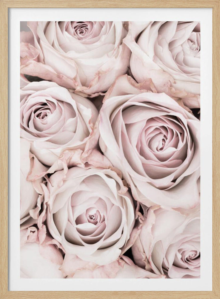 Rosa rosor nr 01 | Poster