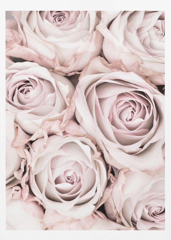 Rosa rosor nr 01 | Poster