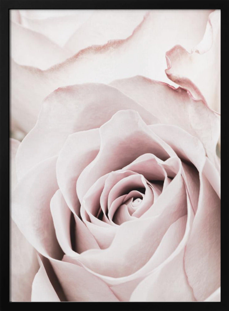 Rosa ros nr 05 | Poster
