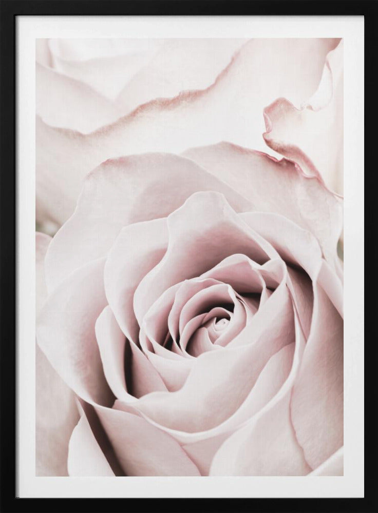 Rosa ros nr 05 | Poster