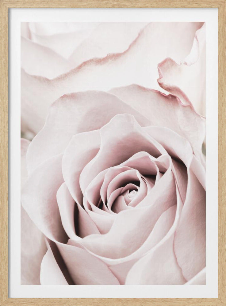 Rosa ros nr 05 | Poster