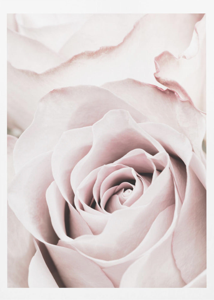 Rosa ros nr 05 | Poster