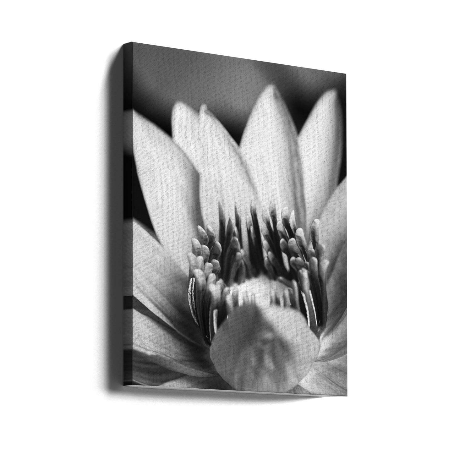 Flower, close up | Canvas