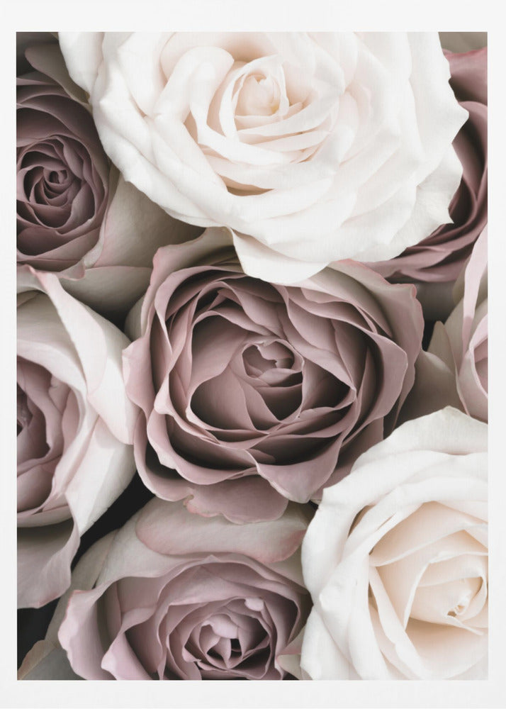 Rosor | Poster