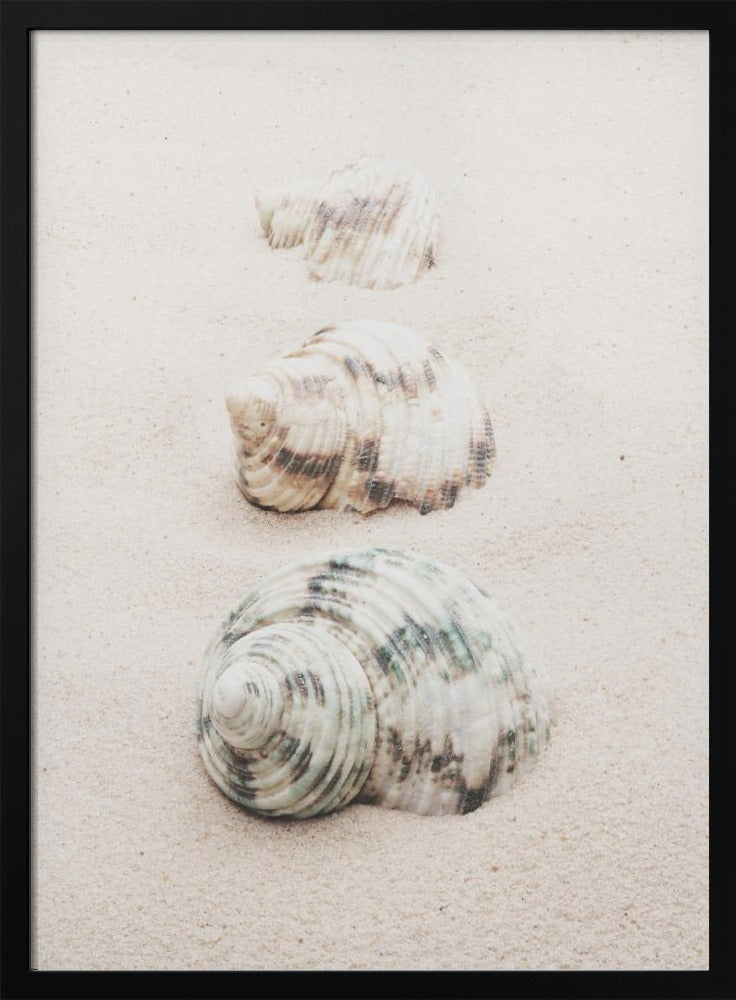 Snäckor | Poster