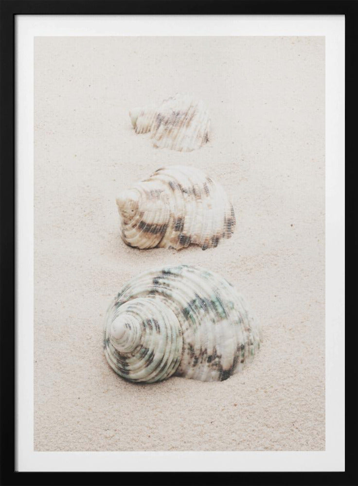 Snäckor | Poster