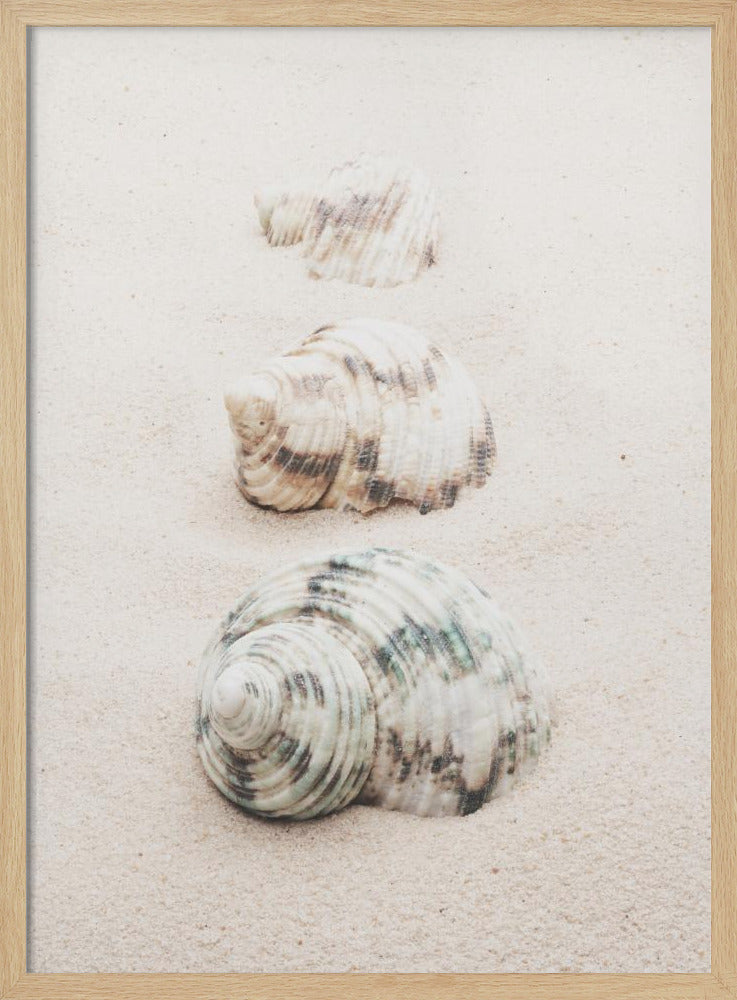 Snäckor | Poster