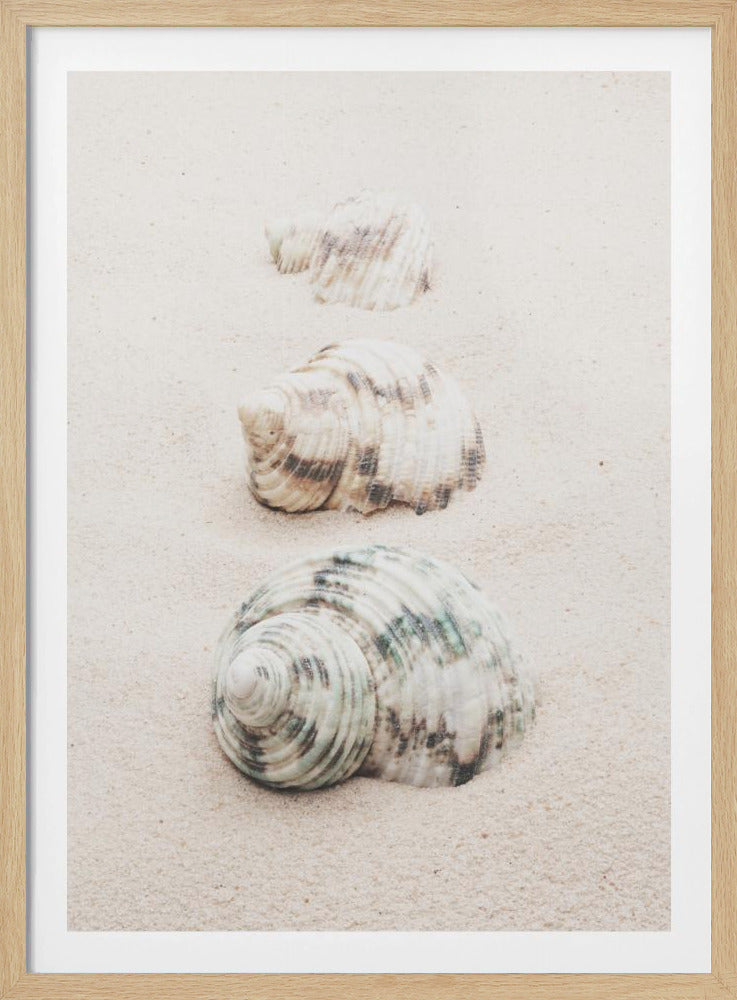 Snäckor | Poster