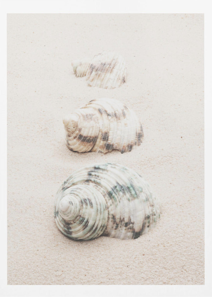 Snäckor | Poster