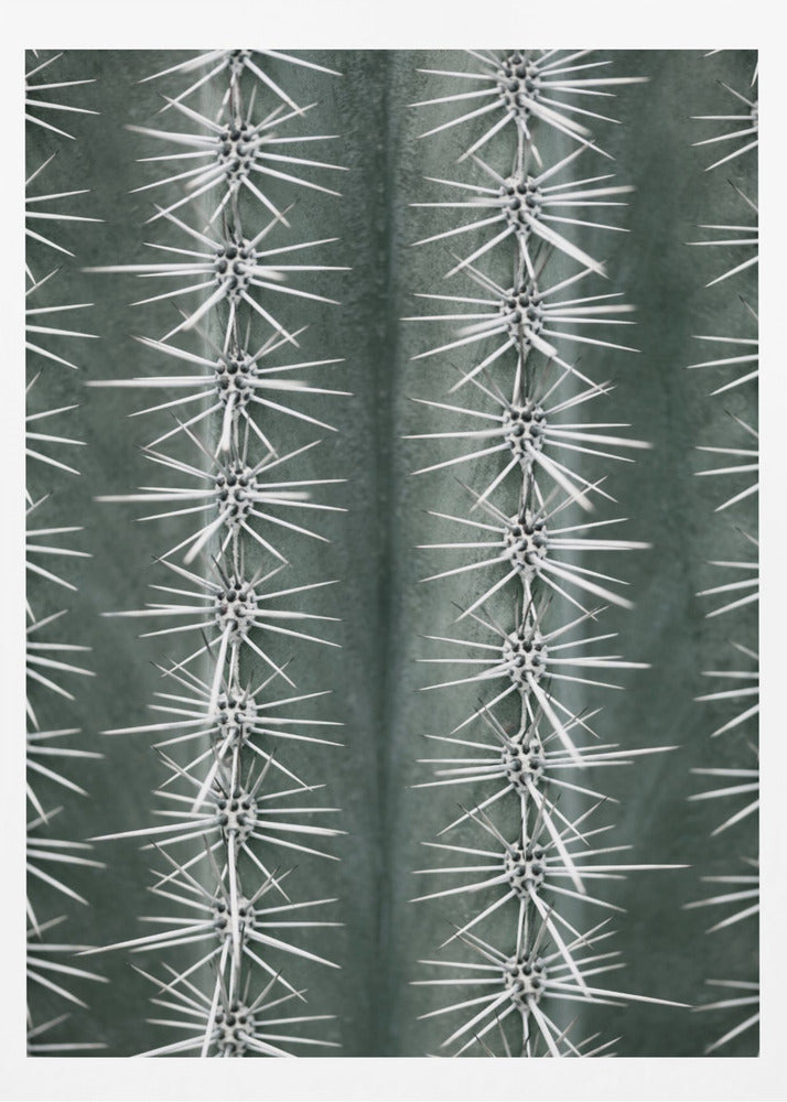 Cactus green | Poster